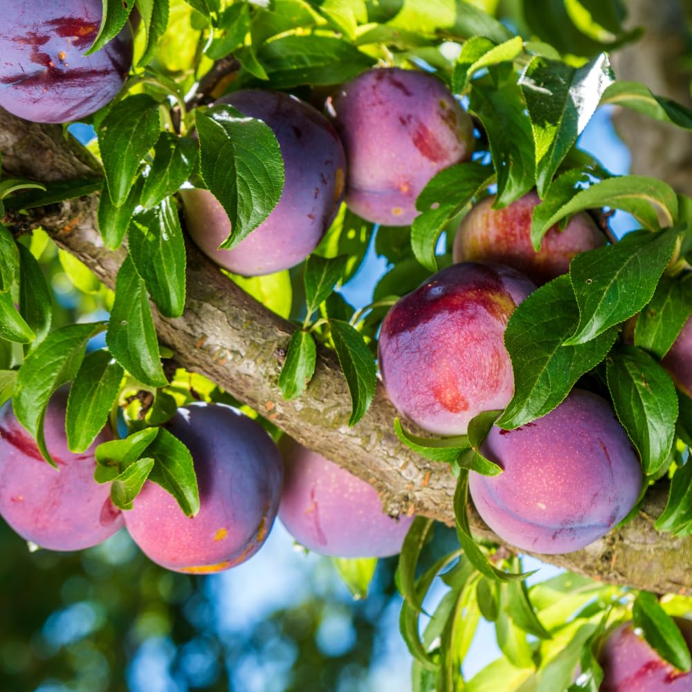 Santa Rosa Plum Trees Live Plants, Live Plum Tree in 3 Gal Pot, Large Plant from 3 Feet Tall, Sweet and Juice Fruit for Outdoor Gardening, No Ship to CA