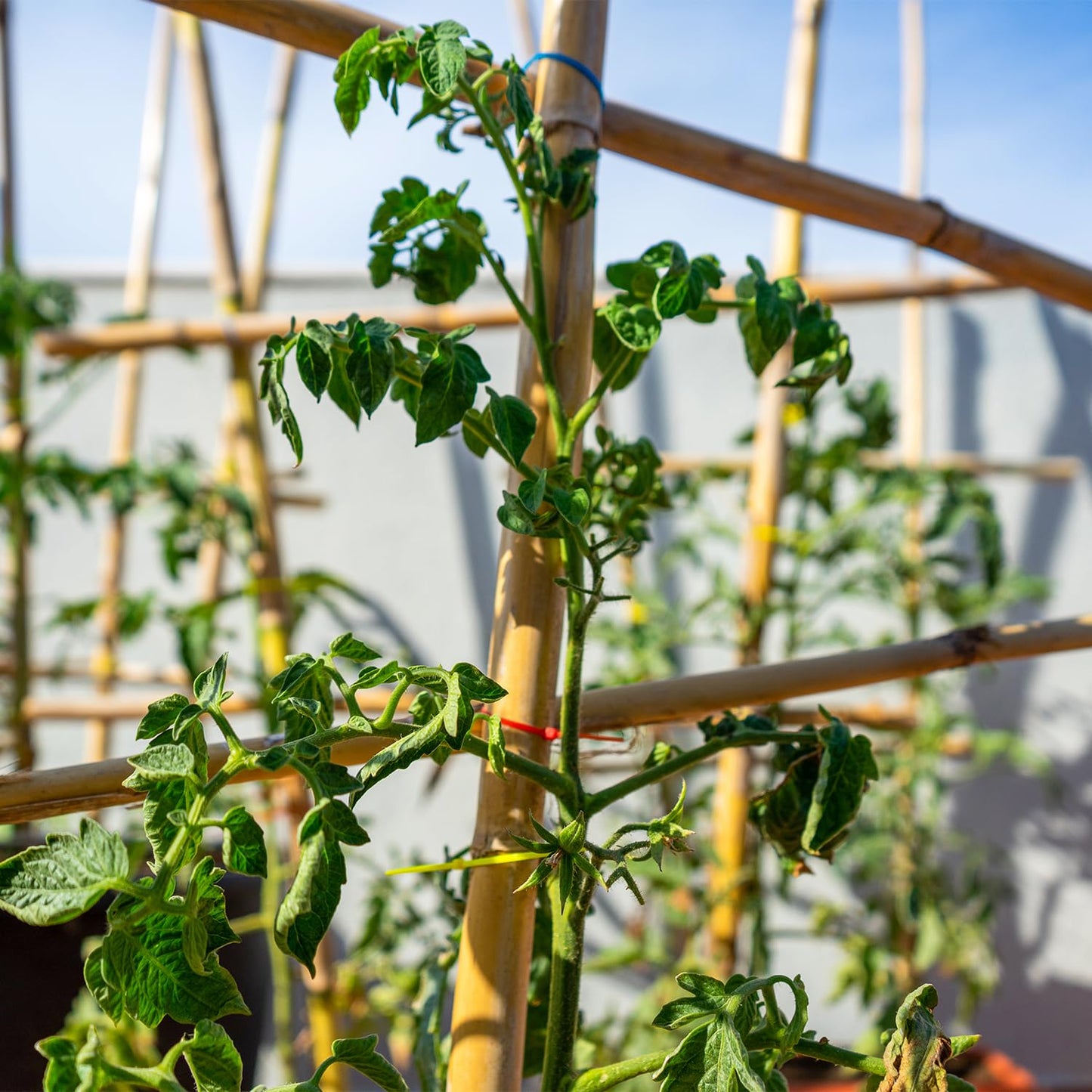 Plant Stakes,25Pcs Bamboo Stakes,4 FT Natural Bamboo Plant Support Stakes,Bamboo Stakes for Indoor and Outdoor Plants Tomatoes Beans Flowers Potted Plants Climbing Support