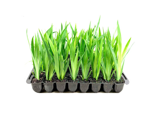Walking Iris Regina | 10 Live Plants | Giant Apostle Plant | Exotic Fragrant Blooming Specimen