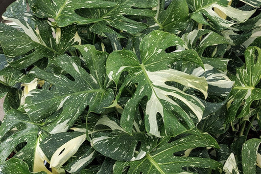 Rare Monstera 'Thai Constellation | Live Plant for Indoor & Outdoor | for Living Room, Office, Bathroom | (6" Pot)