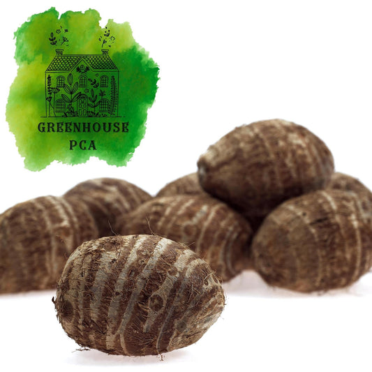 Ready 2 Grow 6 Live Bulbs Colocasia Esculenta Elephant Ear Taro Gabi Kalo Eddo by Greenhouse PCA