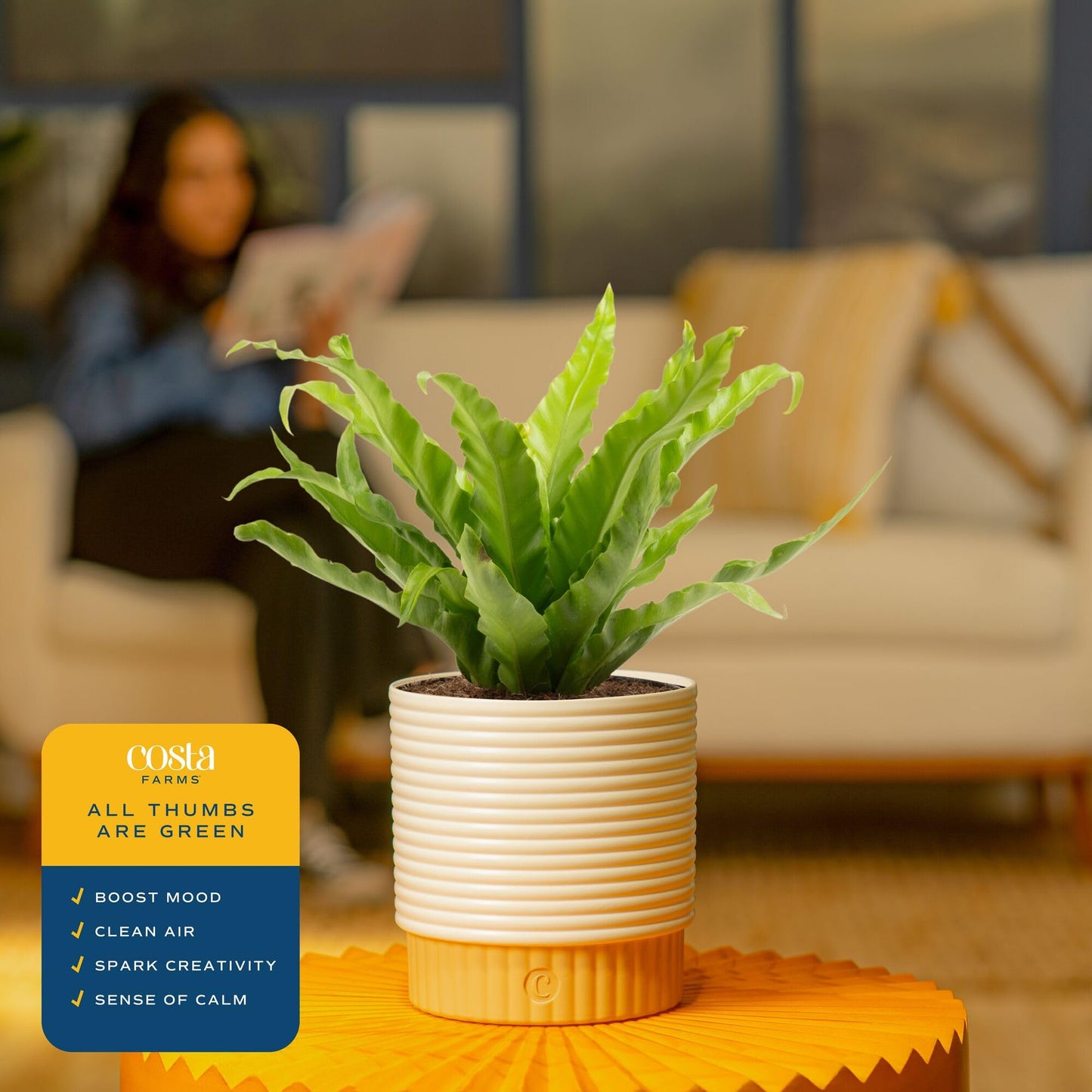 Costa Farms Bird's Nest Fern Live Plant in Decorative Pot, Air Purifying Indoor Houseplant, Perfect for Home, Room, or Office Decor, Great House Warming or Birthday Gift, 12-18 Inches Tall
