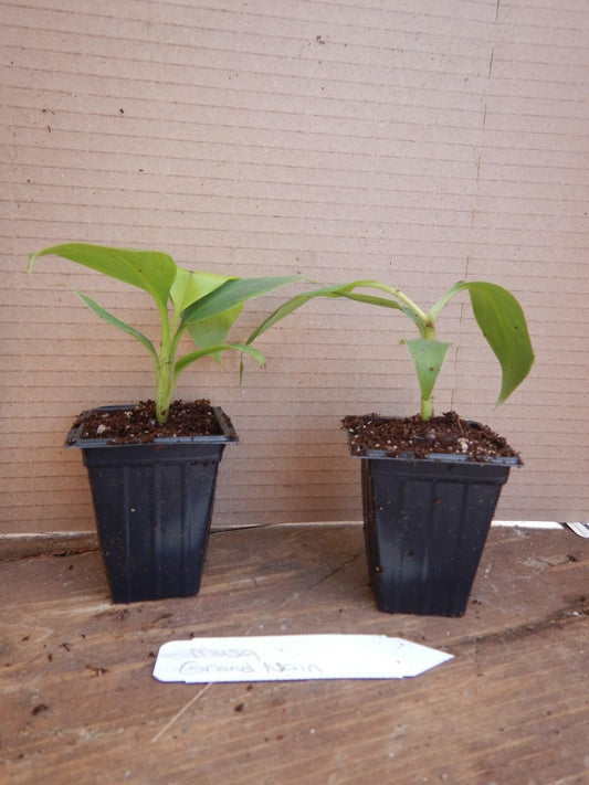 Live Plant - Gran Nain Banana Tree - Musa acuminata - Rooted Starter Plant - Popular Store Banana