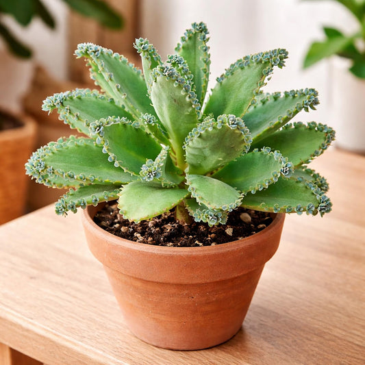 Mother of Thousands Live Plant –Medium Adult in 2 Inch Pot - Kalanchoe Succulent with Baby Plantlets – Easy Care Indoor Succulent Houseplant