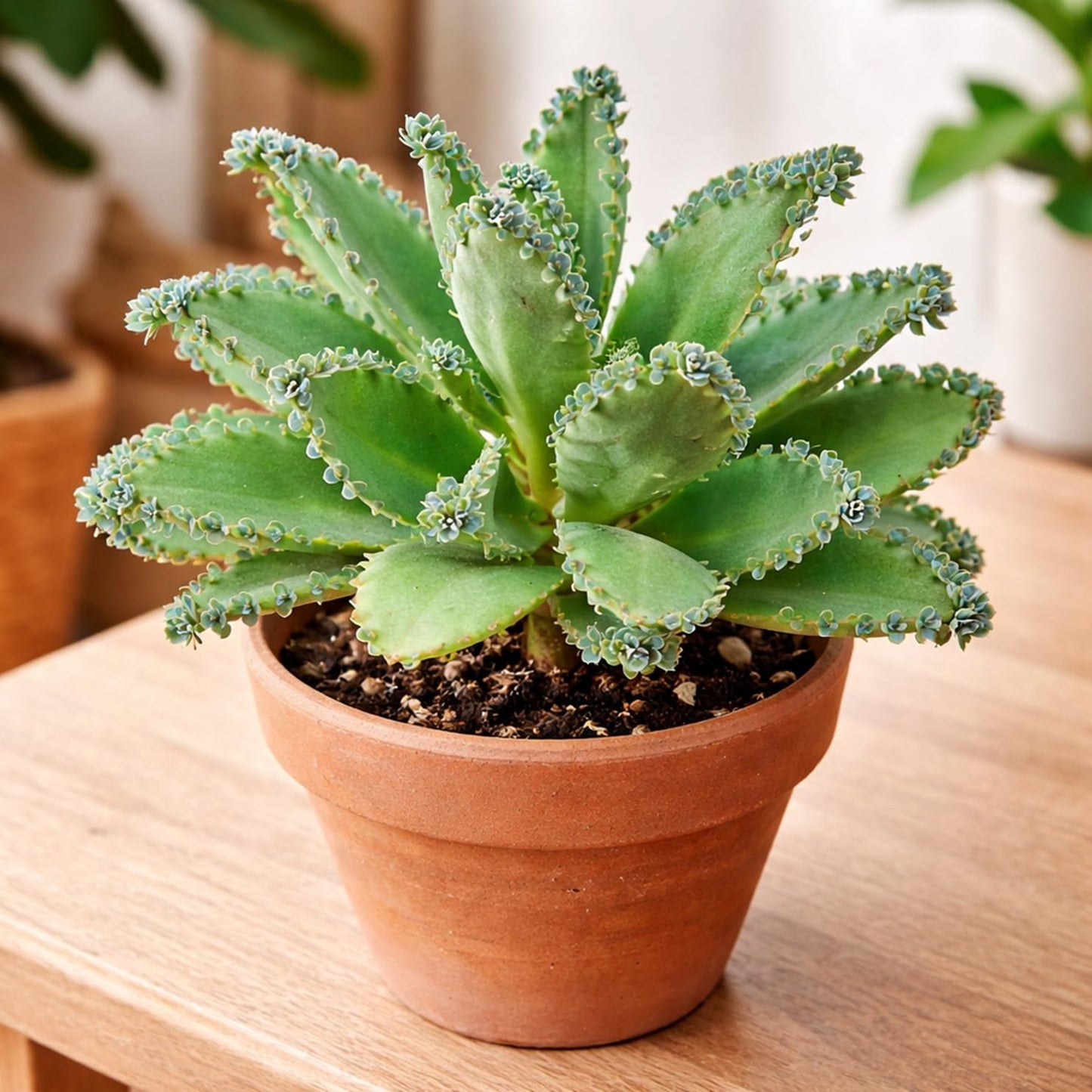 4 Mother of Thousands Live Plants - Kalanchoe daigremontiana - Mexican Hat Plant, Succulent Live Plants - Great Indoor Plant (4 Pack of Plants)