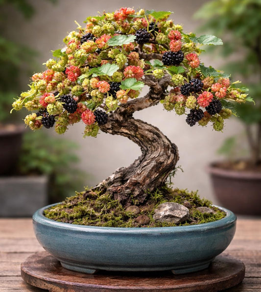 Mulberry Bonsai Starter Plant – 1 Year Old Live Mulberry Sapling – Edible Berry Bonsai Tree Starter – Perfect for Bonsai Training – Hardy Fruit Bonsai Plant