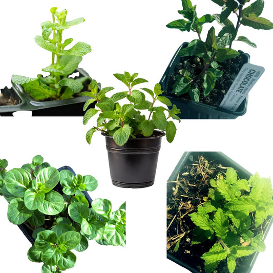 Mint Plant Variety Pack, 5 Plants in 2.5" Pots, Indoor Gardening Set