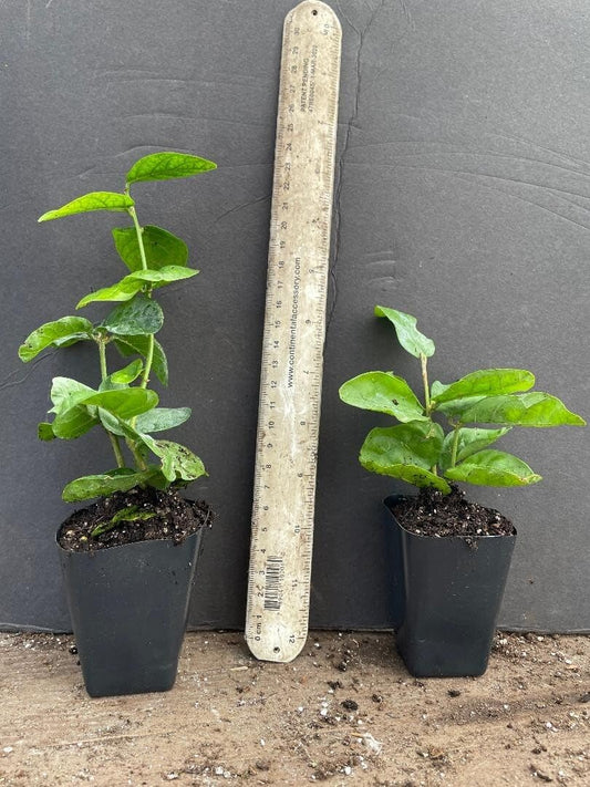 Live Plant - Grand Duke of Tuscany Jasmine Jasminum Sambac Small Rooted Starter Plant