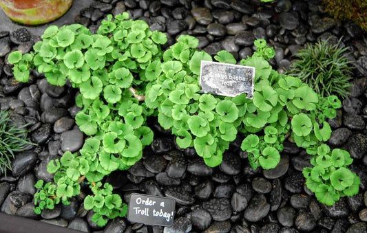 Ginkgo biloba ‘Troll’ Dwarf Male Ginkgo Grafted Tree, 3-5” Tall