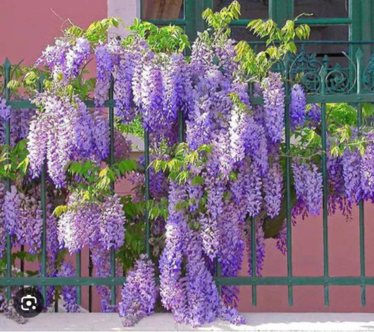 Live Plant - Amethyst Fallswisteria Frutescenslive Starter Plant