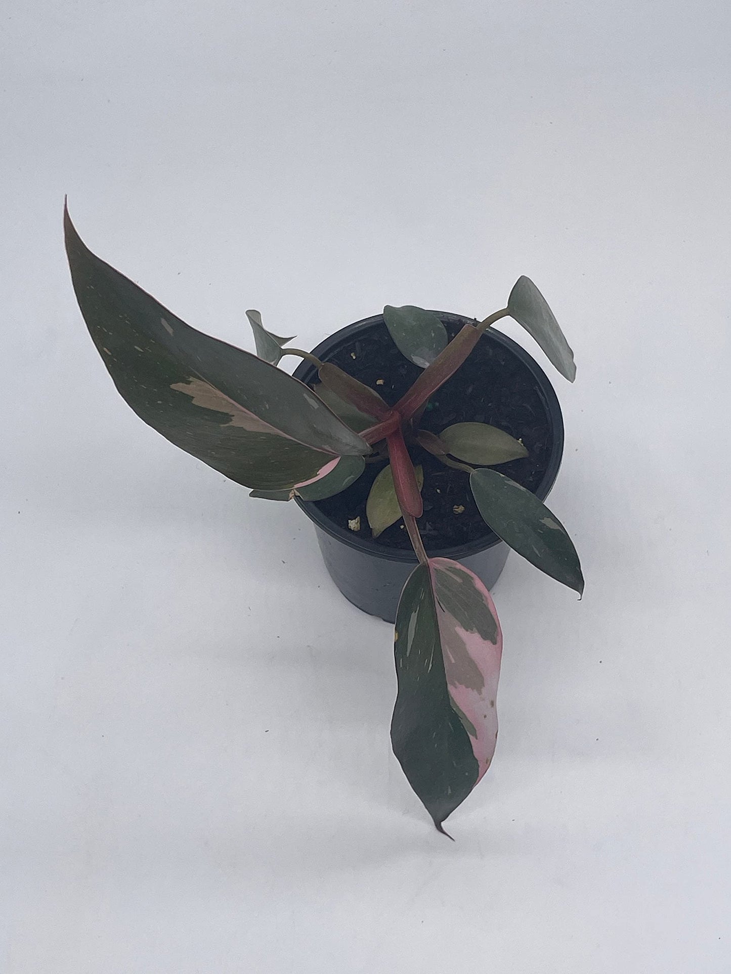 BubbleBlooms Philodendron Pink Princess in a 4 inch Pot Extremely Rare House Plant