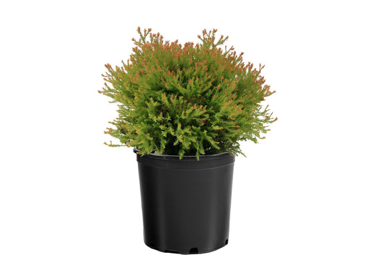 Fire Chief Arborvitae Evergreen Shrub, Gold Spring Foliage, 1 Gallon