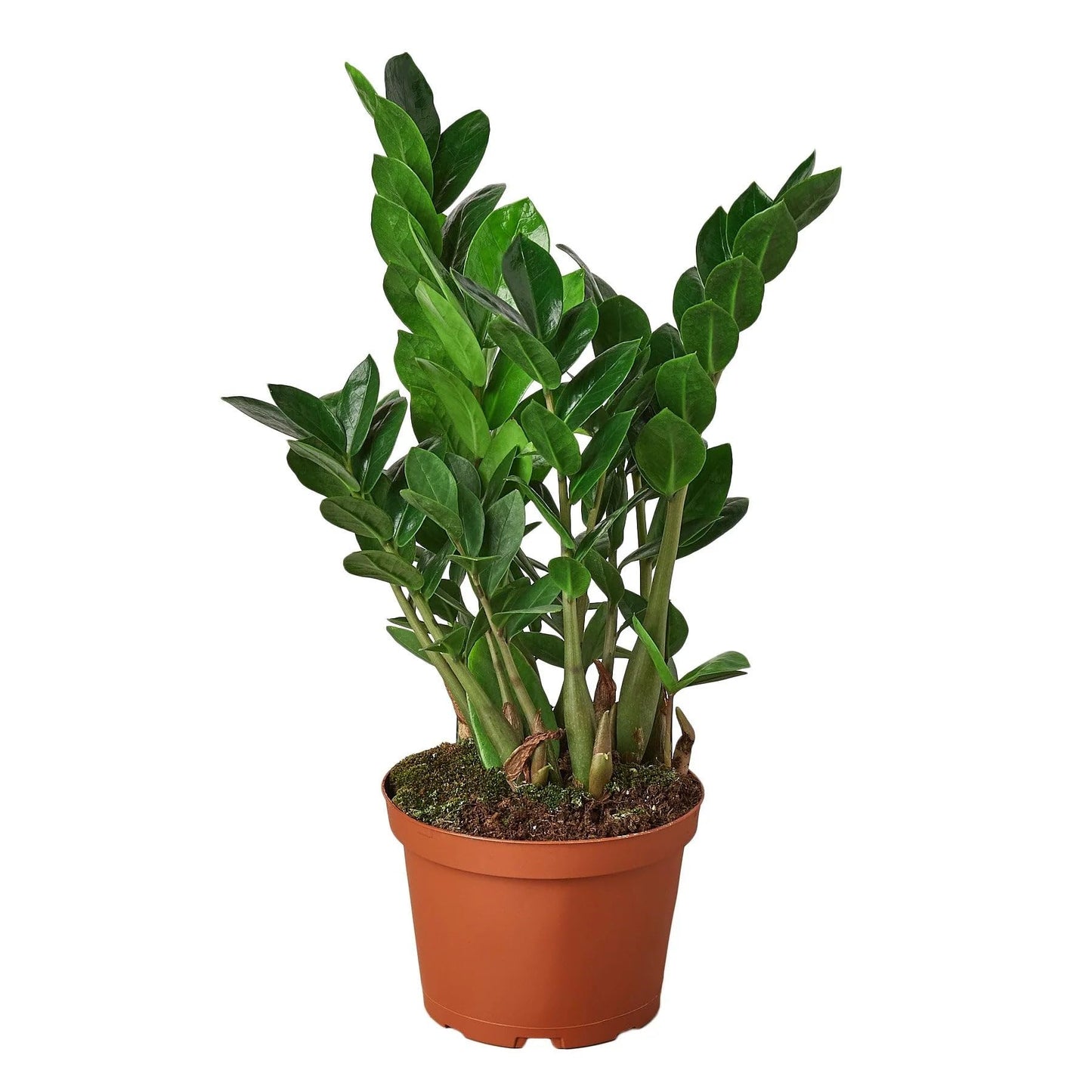 Zamioculcas Zamiifolia ZZ in 4in Pot - Live Plants Tropical Houseplants | Variegated | USA Growers | The Snobby Leaf