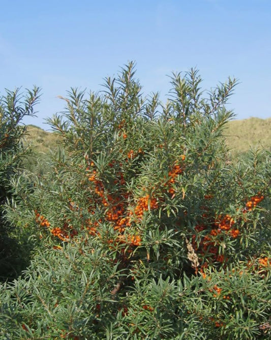 50PCS Sea Buckthorn Seeds Hippophae Rhamnoides Perennial Shrub Seeds Edible Fruit Tree Seeds Easy Grow Outdoor Indoor