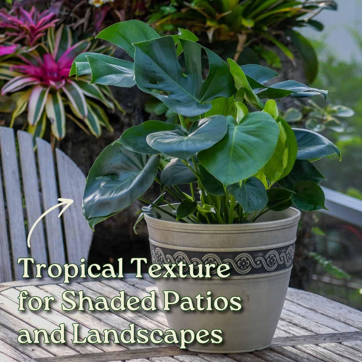 Monstera Deliciosa - Swiss Cheese Plant - Overall Height 24" to 28" - Tropical Plants of Florida (Plant + Heat Pack)