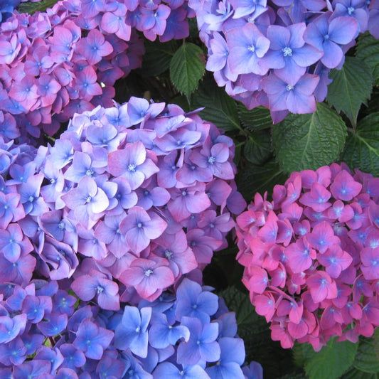 Hydrangea Live Plant in 2.5 Inc Pot, Hydrangea Tree Shrub Bush Perennial Outdoor Planting, Change Color Each Season (Rebloomer Pink Purple)