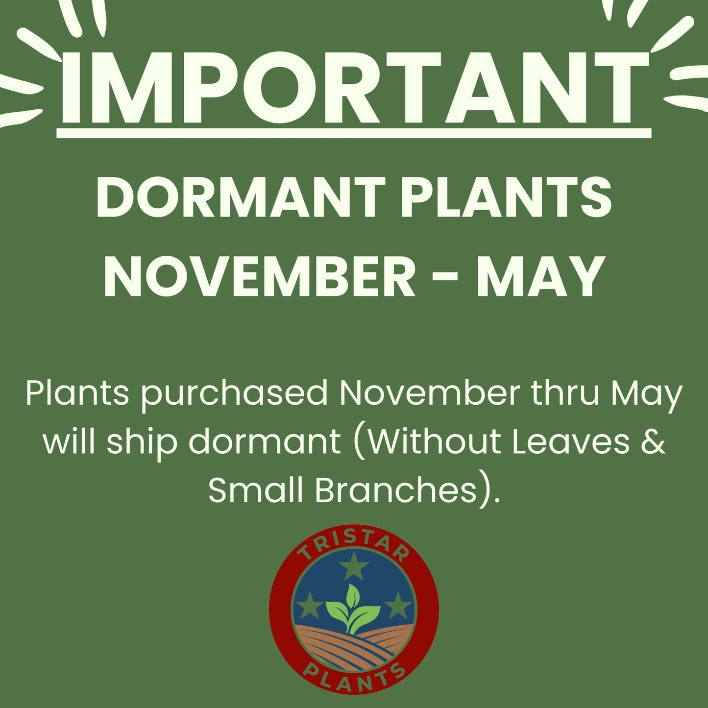 TriStar Plants Ginkgo Biloba Tree - 1 Gallon Container - Live Tree, Fast Growing, Healthy Established Roots, Shade, Fall Colors, Outdoor