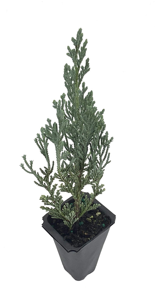 Moonglow Juniper - 20 Live Trees - Juniperus Scopulorum