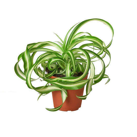 Bonnie' Curly Spider Plant | Live Plant for Indoor & Outdoor | for Living Room, Office, Bathroom | (4" Pot)