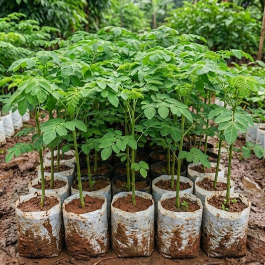 Moringa Tree Plant Live in 4" Pot, Moringa Tree Drumstick Horseradish Oleifera Plant 6-10'' Tall, No CA