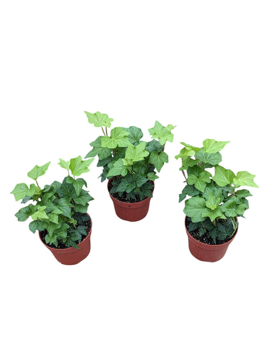 English Ivy Plants, 4 Inch Pots, Set of 3, Live Indoor House Plants