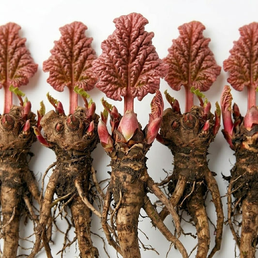 5 Rhubarb Plants Root for Planting, Large Rhubarb Crown from Home- Grown, 3-5 Inch Size, Hardy Rhubarb Roots with High Yields
