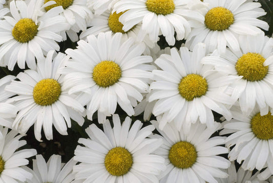 Proven Winners - Leucanthemum AMAZING DAISIES Daisy May (Shasta Daisy) Perennial, white flowers, 1 - Size Container