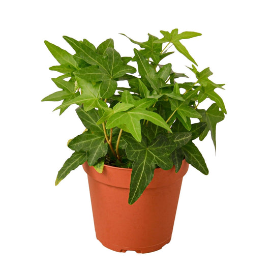 English Ivy Green California | Live Plant for Indoor & Outdoor | for Living Room, Office, Bathroom | (4" Pot)