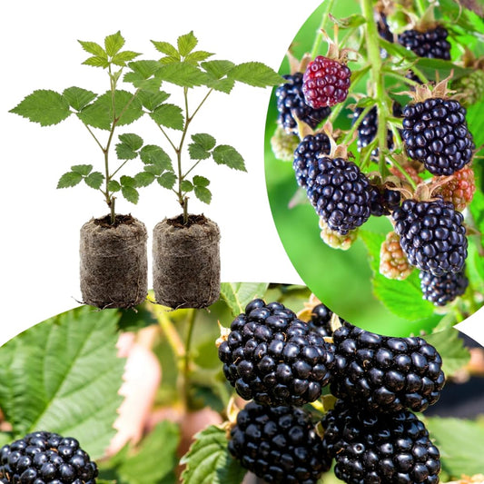 Pack 2 Thornless BlackBerry Plants Live, 4-8 Inch Tall, BlackBerry Bush Live Plant, Sweet Blackberries Fruit Indoor Outdoor (Osage BlackBerry)