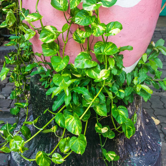 Golden Pothos Plant Live in 4 in Potted, House Plant for Growing, Pothos Live Plant Pot