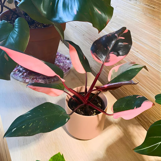 Pink Princess Philodendron Live Plant | Easy Plants Live Houseplants with 4 Inch Pot | Philodendron Pink Princess Plant for Indoor Home & Office