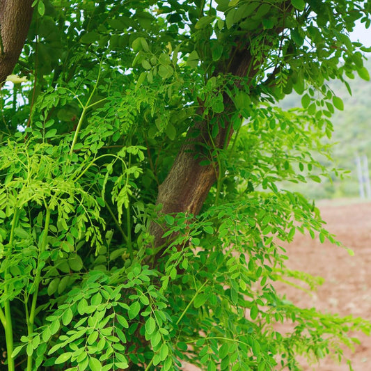 Moringa Tree Plant Live Moringa Plant for Garden, 4 Inc Pot
