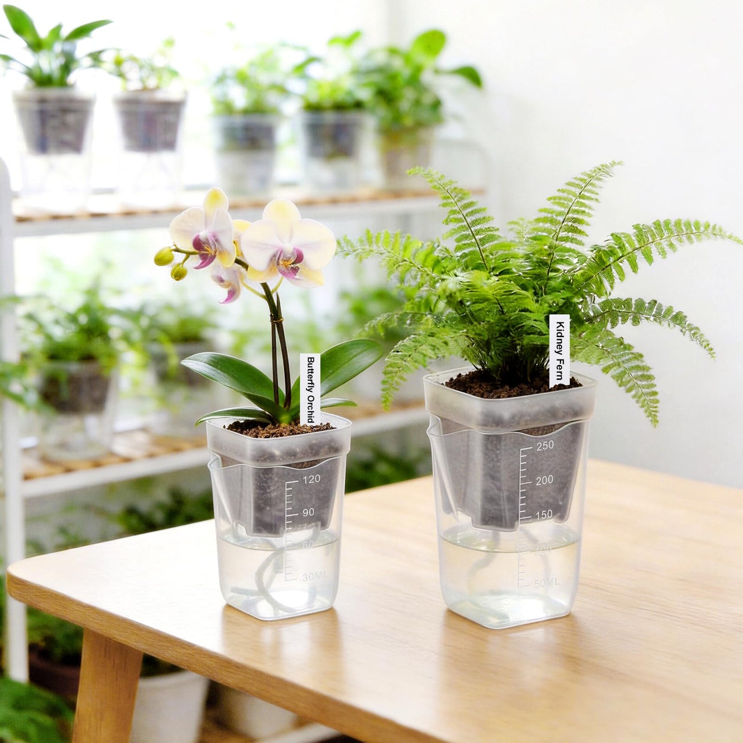 Zalovvi 2” Clear Self Watering Pots for Indoor Plants, 8PCS Mini Plastic Nursery Planters with Water Level Indicator & Drainage Holes for Propagation,Succulents,Seedling,African Violet,Plant Labels