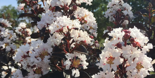 Live Plant - White Lightning Thunderstruck Crape Myrtle Starter Lagerstroemia Starter Plant