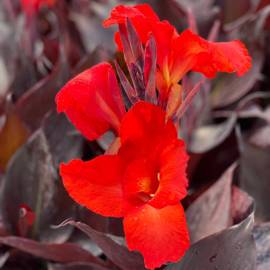 Australia Canna Lily Bulb – Deep Crimson Blooms, Dark Chocolate Bronze Foliage, Tropical Garden Perennial, Zones 3–9, 4–5 Ft Tall, Summer Rhizome, 1 Bulb