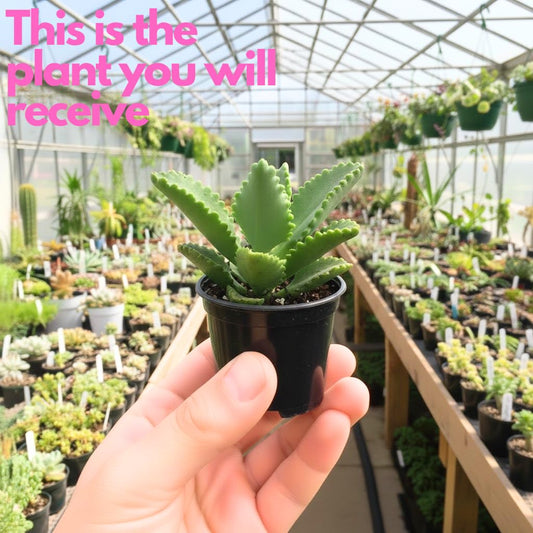 Kalanchoe Mother of Thousands Plant Live in 2" Inch Pot | Ideal Succulent for Indoor & Outdoor Garden| Low-Maintenance Houseplant for Home & Desk