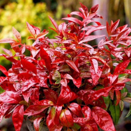 Dwarf Nandina Shrub, Ornamental Nandina Live Plant for Growing, Dormant in Winter (4 Inch)