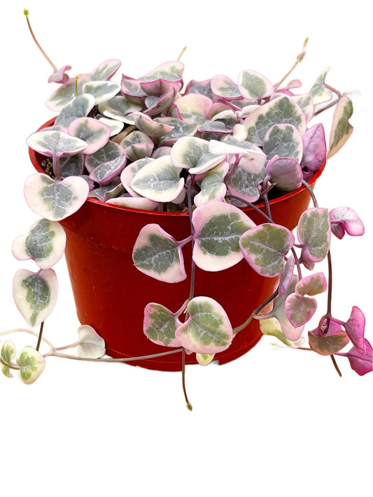 Succulents Plants Live 2inch Live Mini Succulent Plants, Easy Care House Plants Rooted in Succulent Soil Mix, by The Succulent Cult (Variegated String of Hearts, 4 Inch)