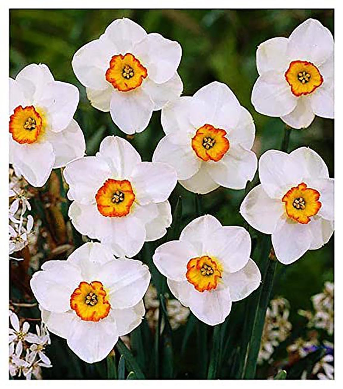 5 Ice Follies Narcissus Bulbs - Top Size Daffodil Bulbs
