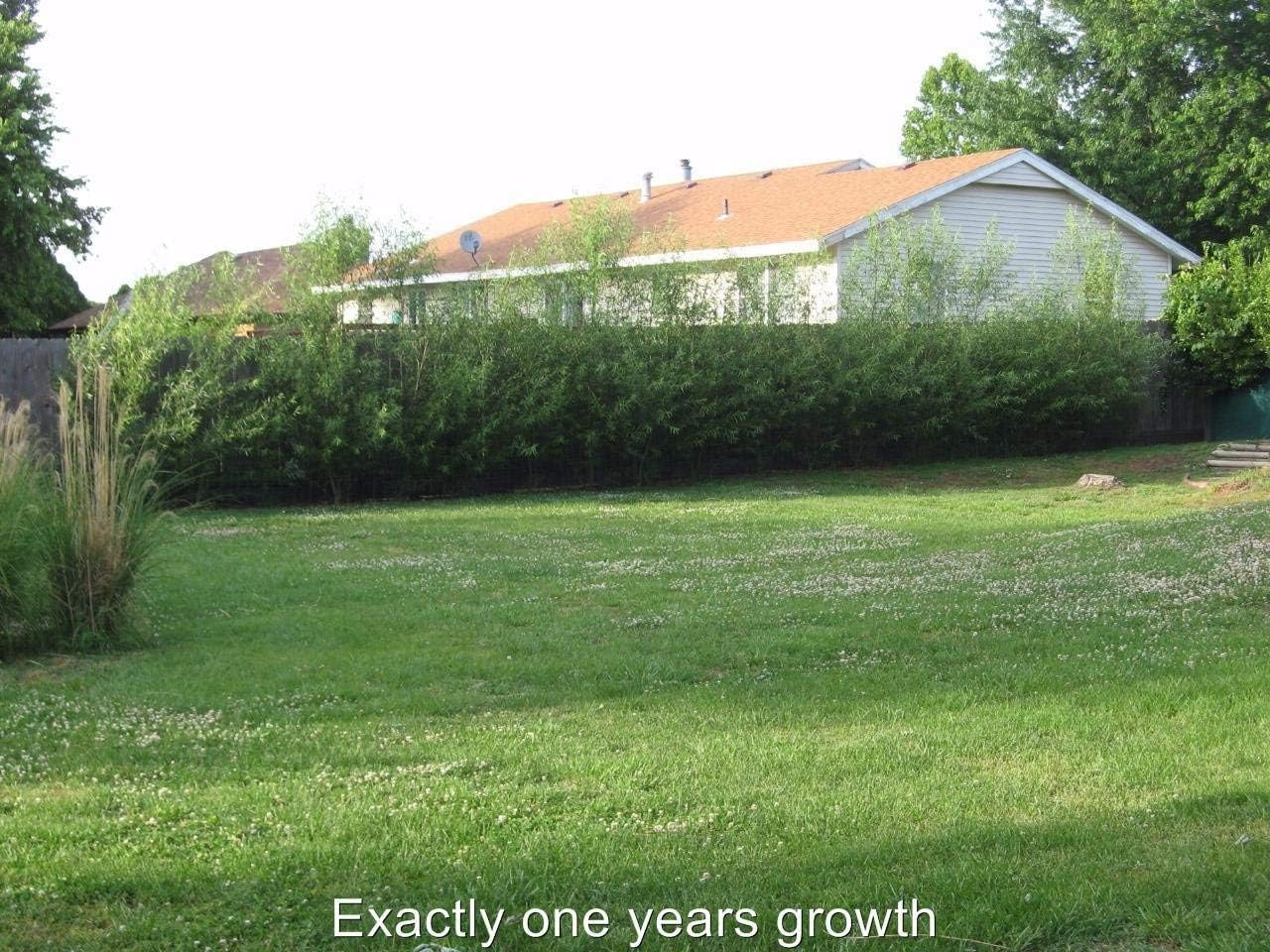Willow Hybrid Trees for Privacy - Fast Growing Austree Willow Cuttings (25 Cuttings)