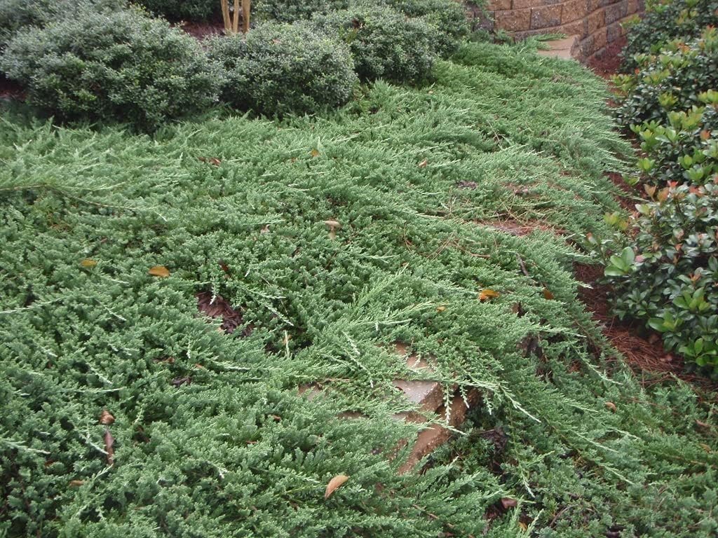 Bar Harbor Juniper | 3 Live 4 Inch Pots | Juniperus horizontalis 'Bar Harbor' | Perfect Lush Ground Cover & Landscape Accent | Drought Resistant & Low Maintenance