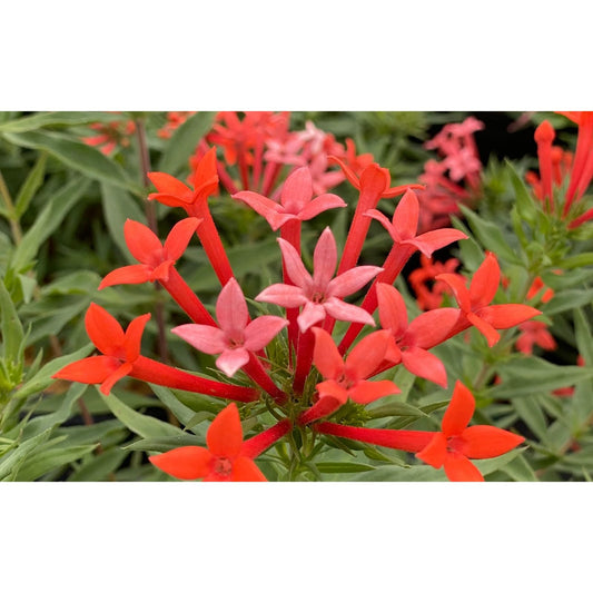 Proven Winners Estrellita Little Star Firecracker Bush (Bouvardia x) Live Plant, 4.5" Qt, 4 Pack