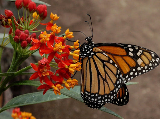 Live Plant - Red Milkweed Asclepias Curassavica Small Starter Plant Butterfly Host Plant!