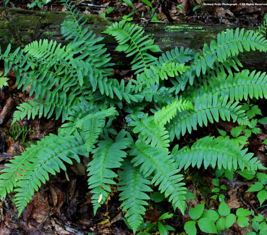 Live Plant - 5 Christmas Fern Rhizomes/Roots, Christmas Dagger - (Polystichum acrostichoides)