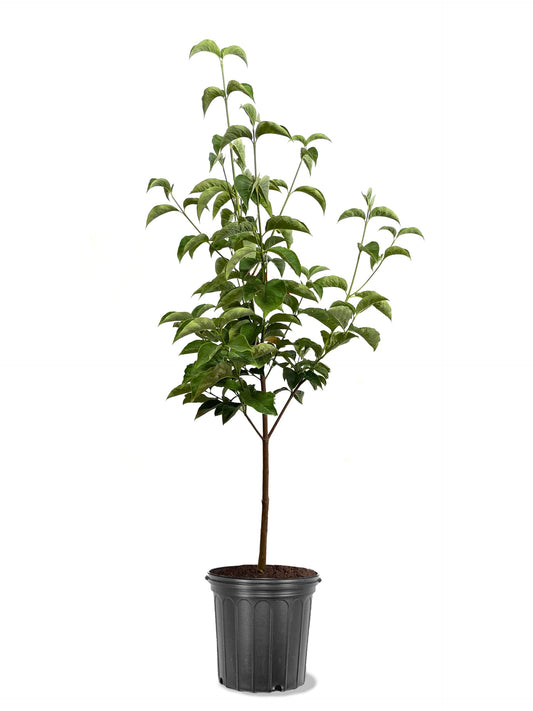 American Plant Exchange Dogwood Tree 'Celestial White' – Live Hybrid Flowering Tree, 3-Gallon Pot, Large White Spring Blooms, Cold Hardy and Disease-Resistant for Outdoor Landscapes and Gardens
