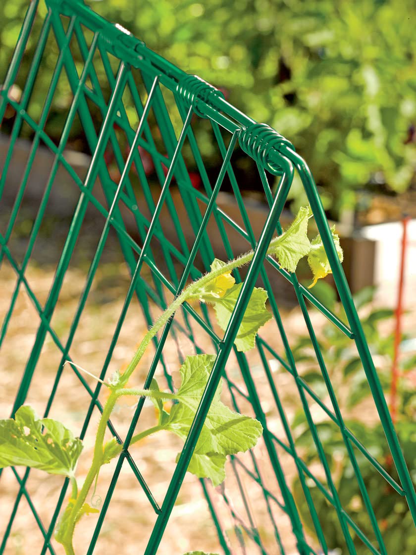 Gardener's Supply Company Deluxe Cucumber Trellis (Green) | Powder Coated Steel Vegetable Support - 32” W x 46” H