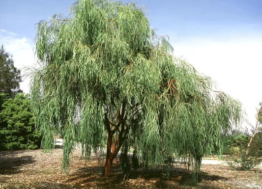 Shoestring Acacia Willow Tree Cuttings – 10 Fresh Cuttings, 8 Inches Long