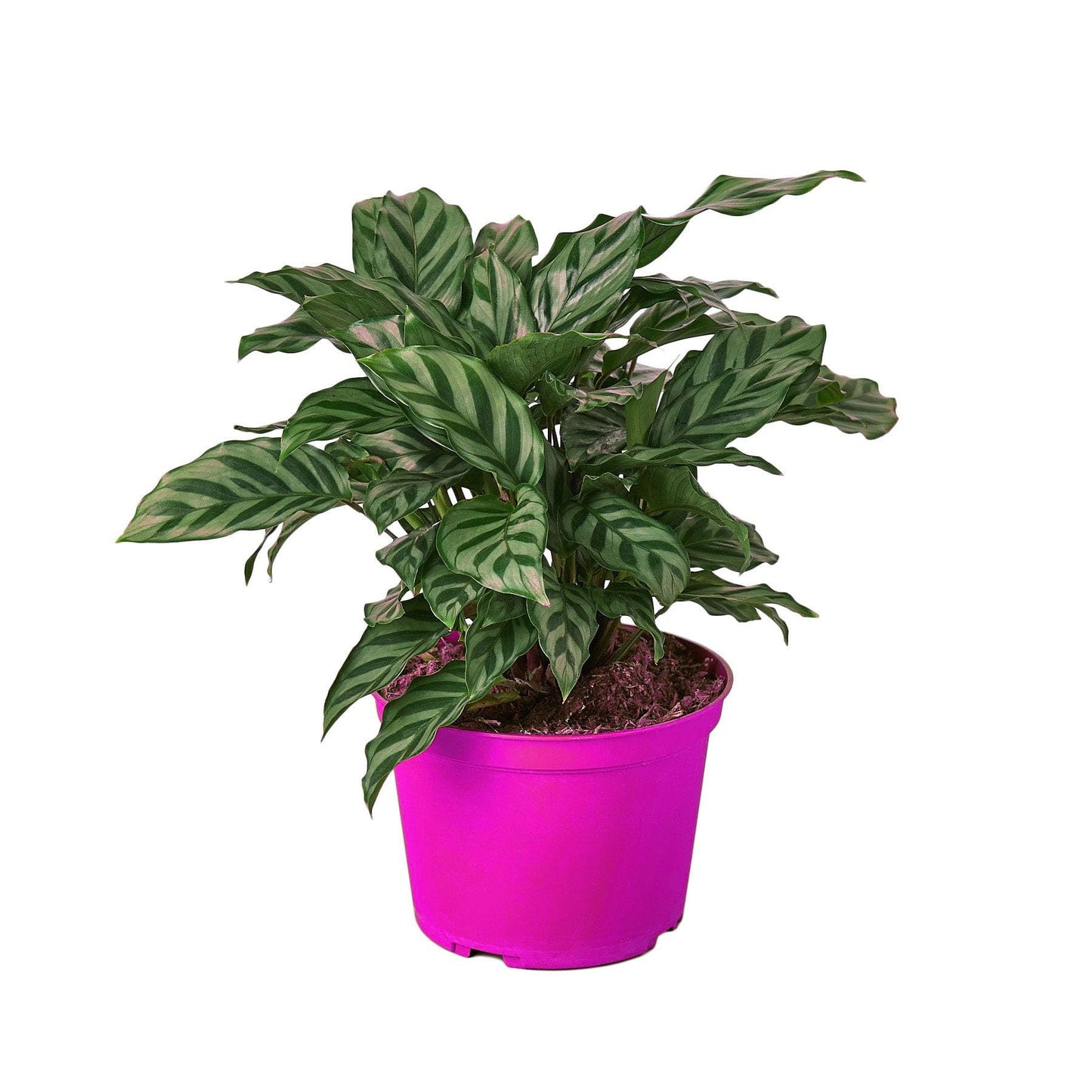 Calathea Concinna 'Freddie' in 4in Pot - Live Tropical Houseplant - Easy to Grow | Air Purifying | Pet Friendly | Variegated | USA Growers | The Snobby Leaf
