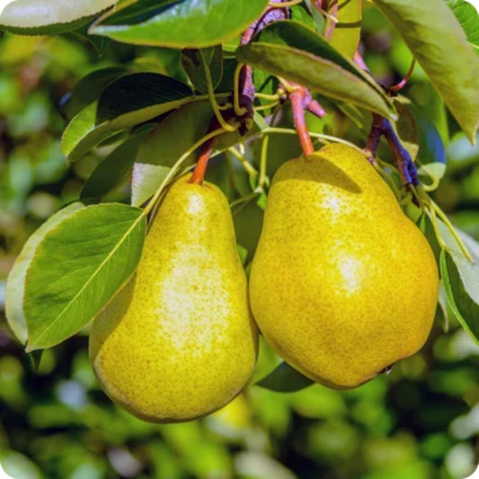 9 Months Old Pear Tree Live Plant for Spring Planting, Yellow Green Pears 8-10 Inches in Tall, No Pot, Dormant in Winter, No Leaf, Cold Hardy Pear Home Orchard Yard