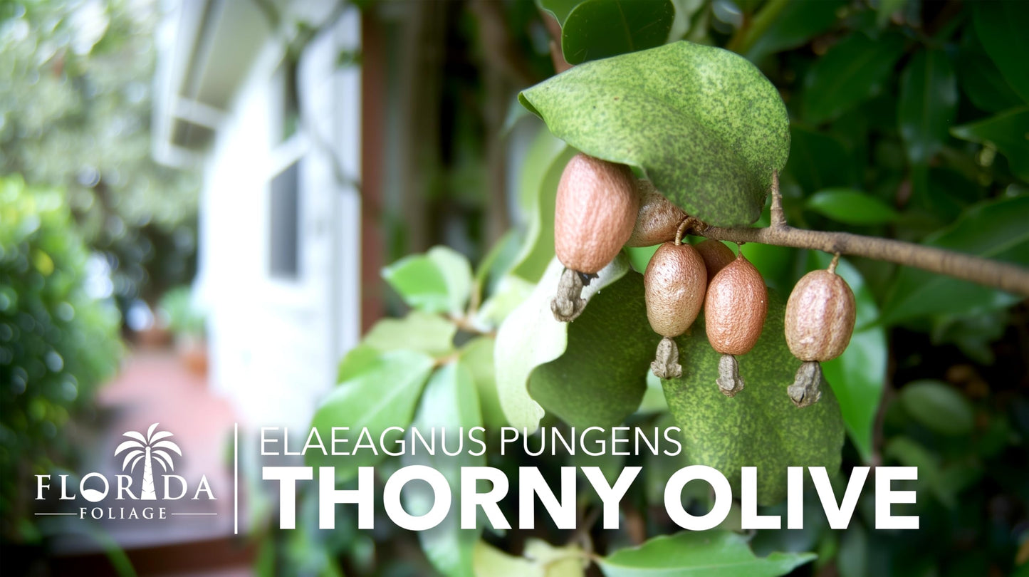 Elaeagnus Pungens I 20 Live Plants I Thorny Olive I Hardy Evergreen Shrub with Fragrant Blooms, Perfect for Hedges, Screening & Ornamental Garden Display